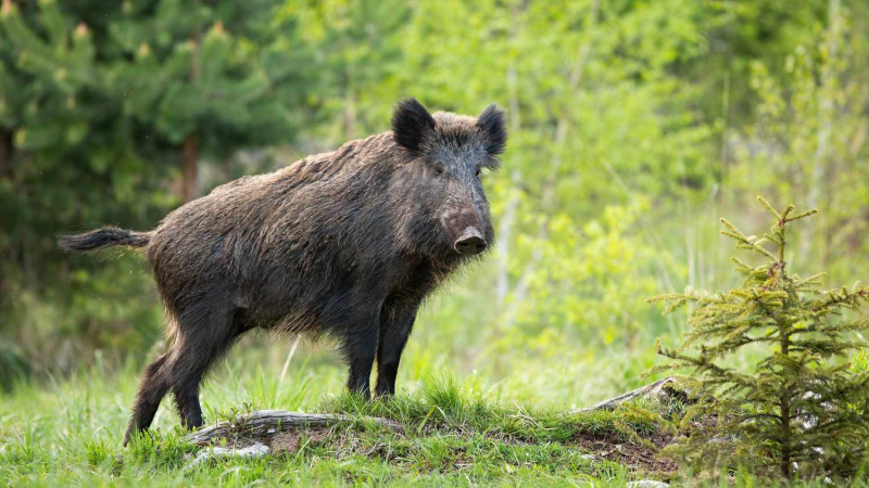 Tukuma novadā plosās Āfrikas cūku mēris; cūku turētājiem jābūt uzmanīgiem